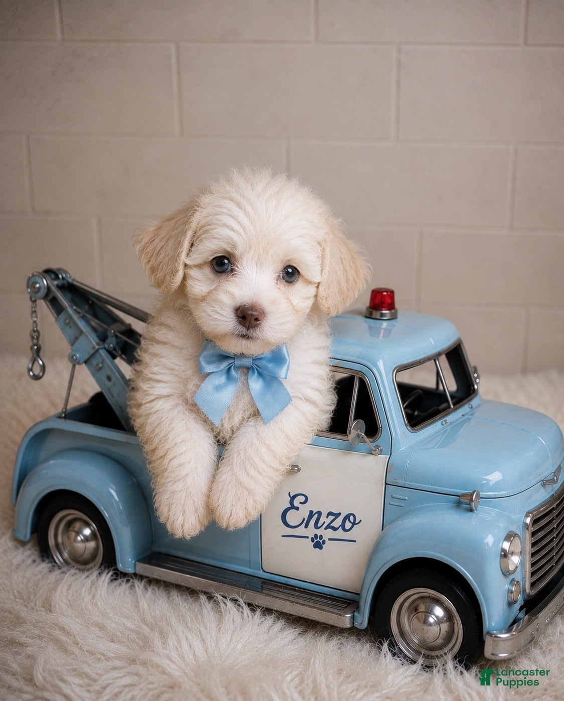 Shihpoo dogs Enzo #3 - Ad 31