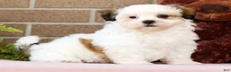 Malshi dogs for sale: Blossom - Ad 7