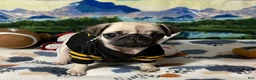 Pug dogs for sale: Birdie - Ad 12