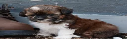 Shihpoo dogs for sale: Patches - Ad 5