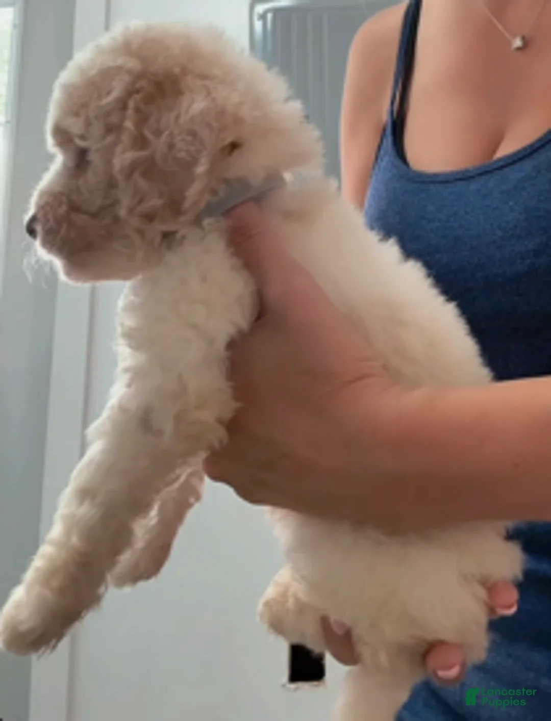 Double Doodle dogs for sale: Girl #5 - Ad 1