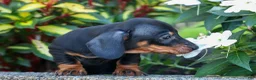 Miniature Dachshund dogs for sale: Zeke🐾 - Ad 8