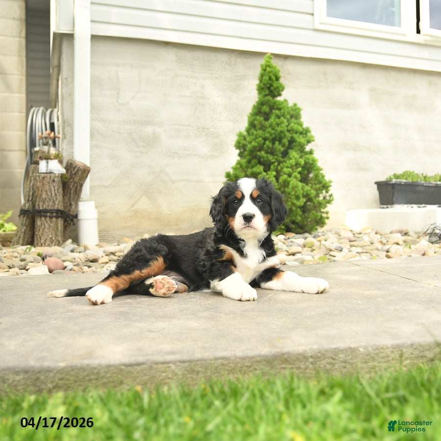 Miniature Bernese Mountain Dog dogs Dolly - Ad 2