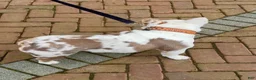 French Bulldog dogs for stud: Papa Koi - Ad 5