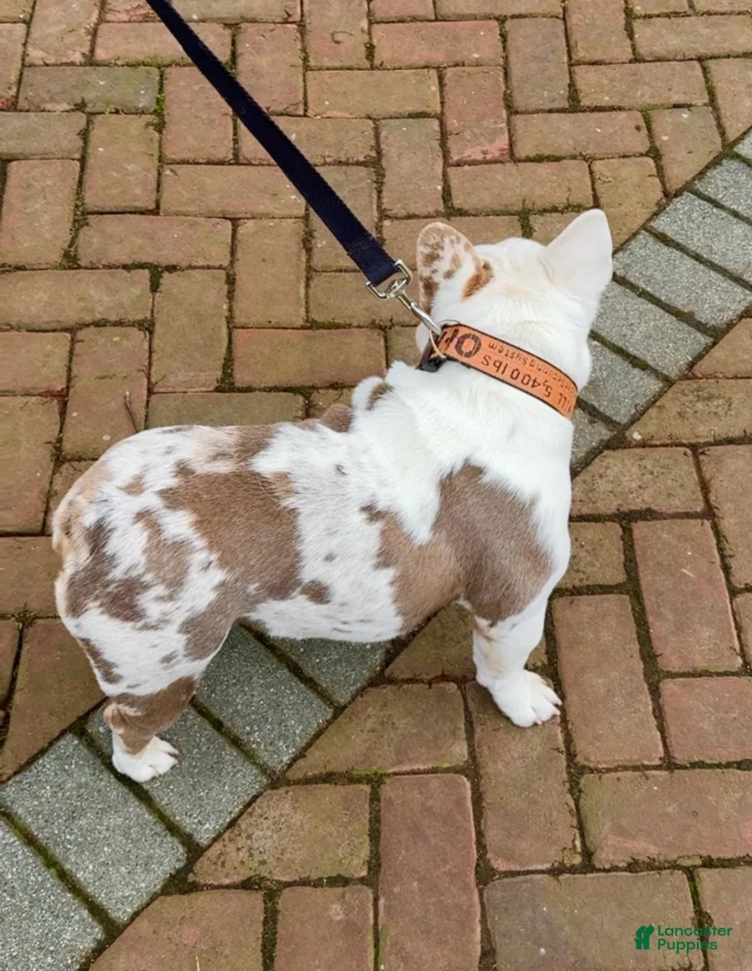 French Bulldog dogs for stud: Papa Koi - Ad 5