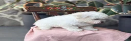 Bichon Frise dogs for sale: Jemima - Ad 11