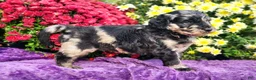 Goldendoodle dogs for sale: Montel - Ad 3