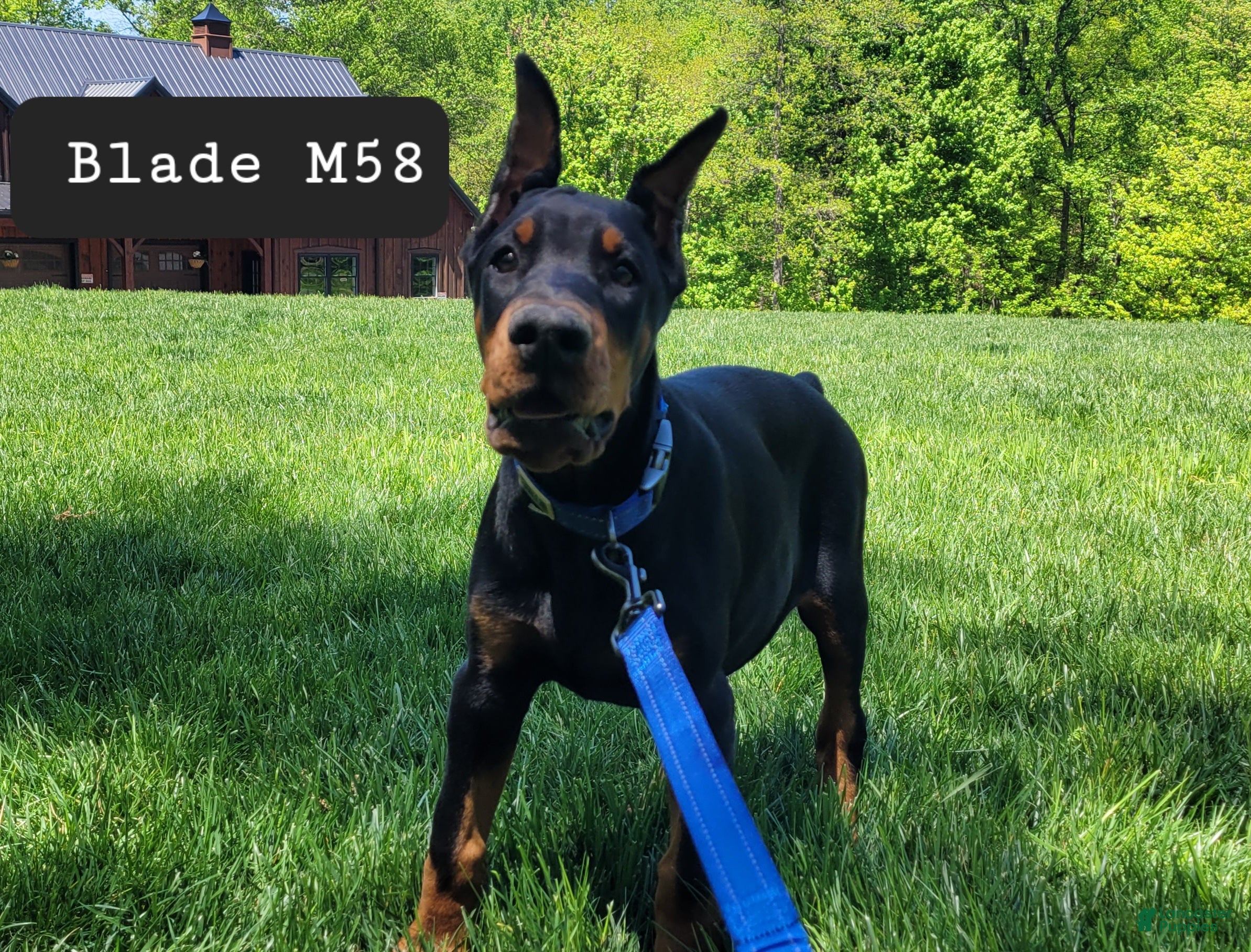 Doberman Pinscher dogs BLADE - Ad 36