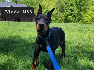 Doberman Pinscher dogs BLADE - Ad 36