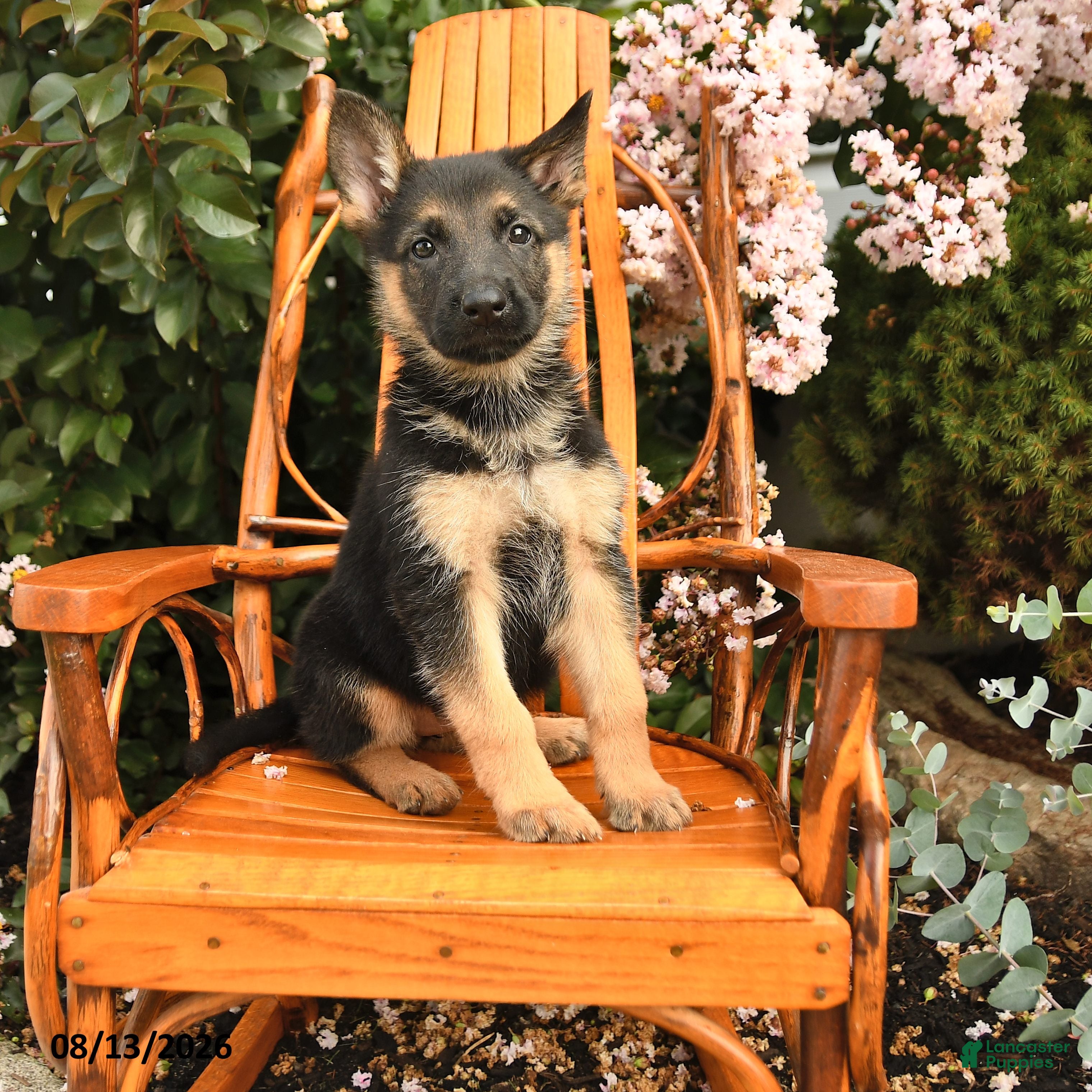 German Shepherd dogs Dixie - Ad 1
