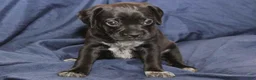 Puggle dogs for sale: Chewy - Ad 12