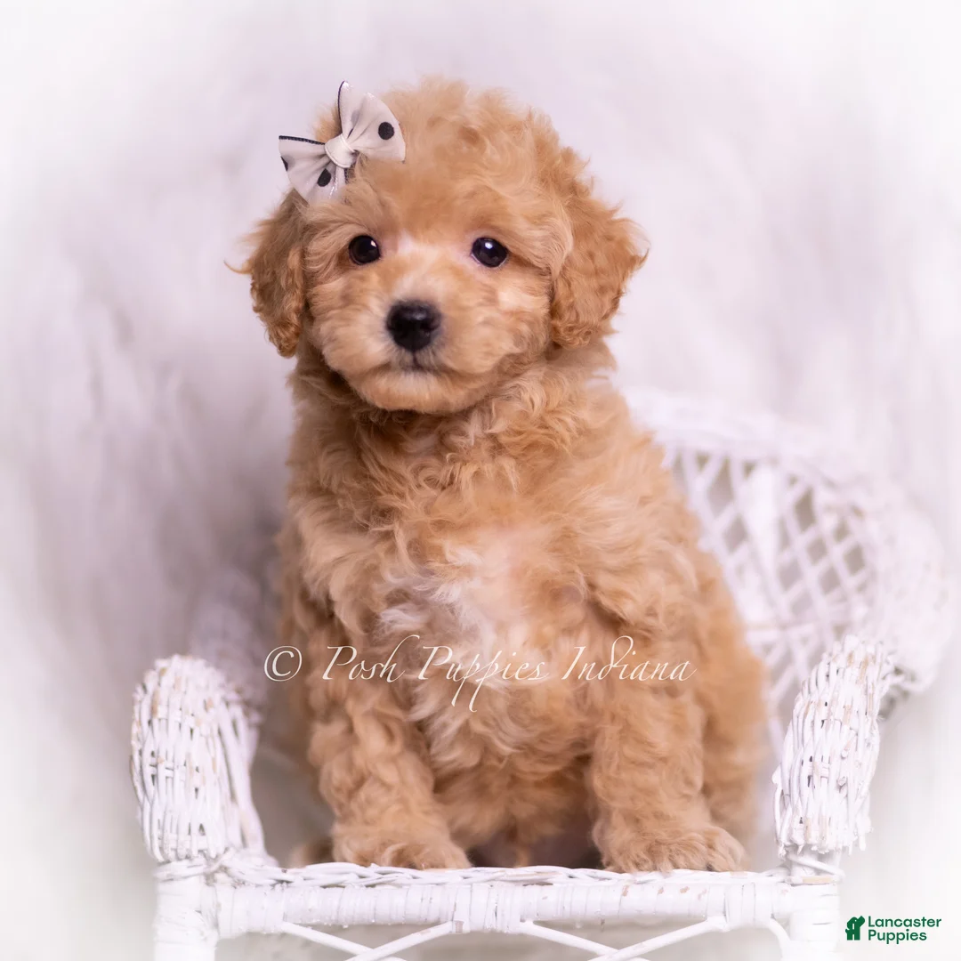 Toy Poodle dogs for sale: Tinker - Ad 6