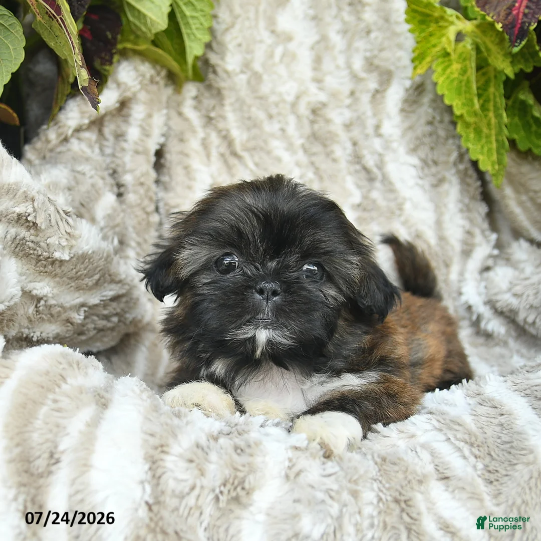 Shih Tzu dogs for sale: Crystal  - Ad 3