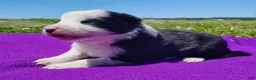 Border Collie dogs for sale: Gloria  - Ad 8