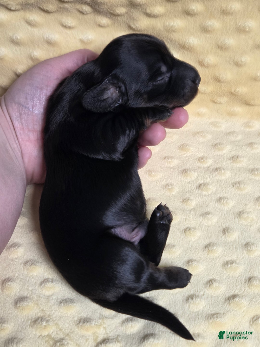 Miniature Dachshund dogs for sale: Bagel - Ad 2