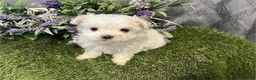 Maltese dogs for sale: Maltese Puppy 2 - Ad 2