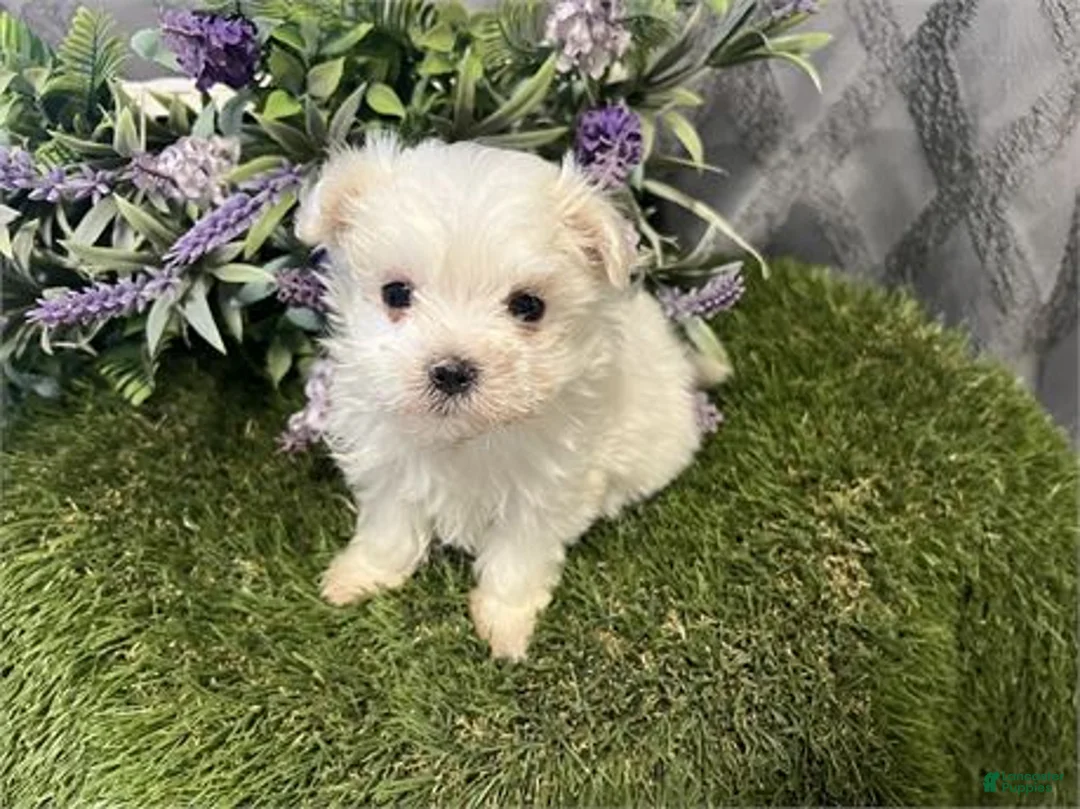 Maltese dogs for sale: Maltese Puppy 2 - Ad 2