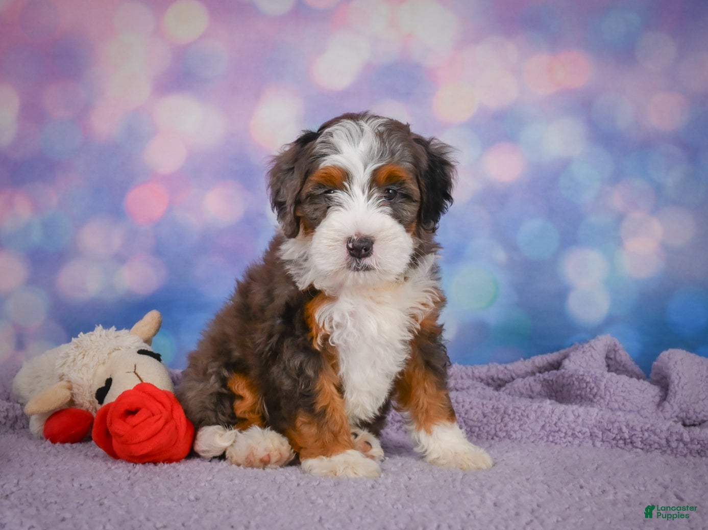 Mini Bernedoodle dogs Shelby - Ad 1