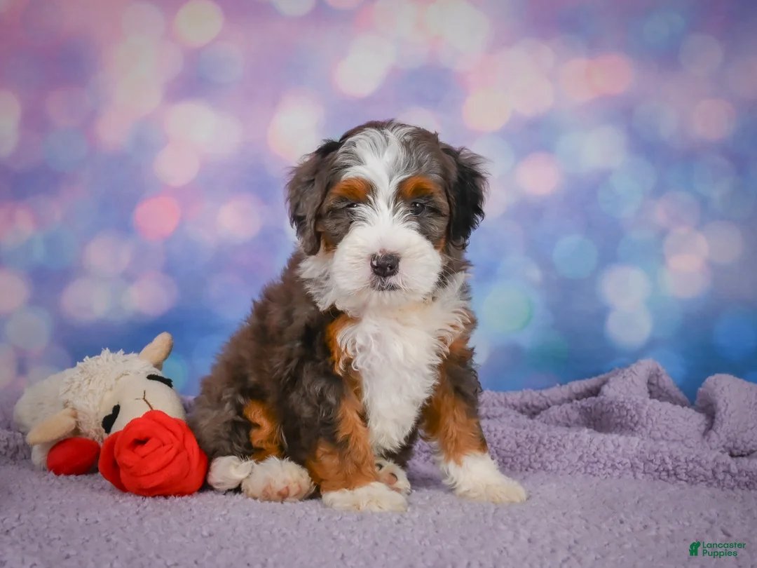 Mini Bernedoodle dogs for sale: Shelby - Ad 1
