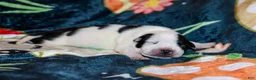 American Bully dogs for sale: Vader - Ad 1