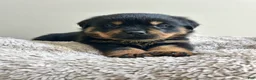 Rottweiler dogs for sale: Skittles - Ad 3