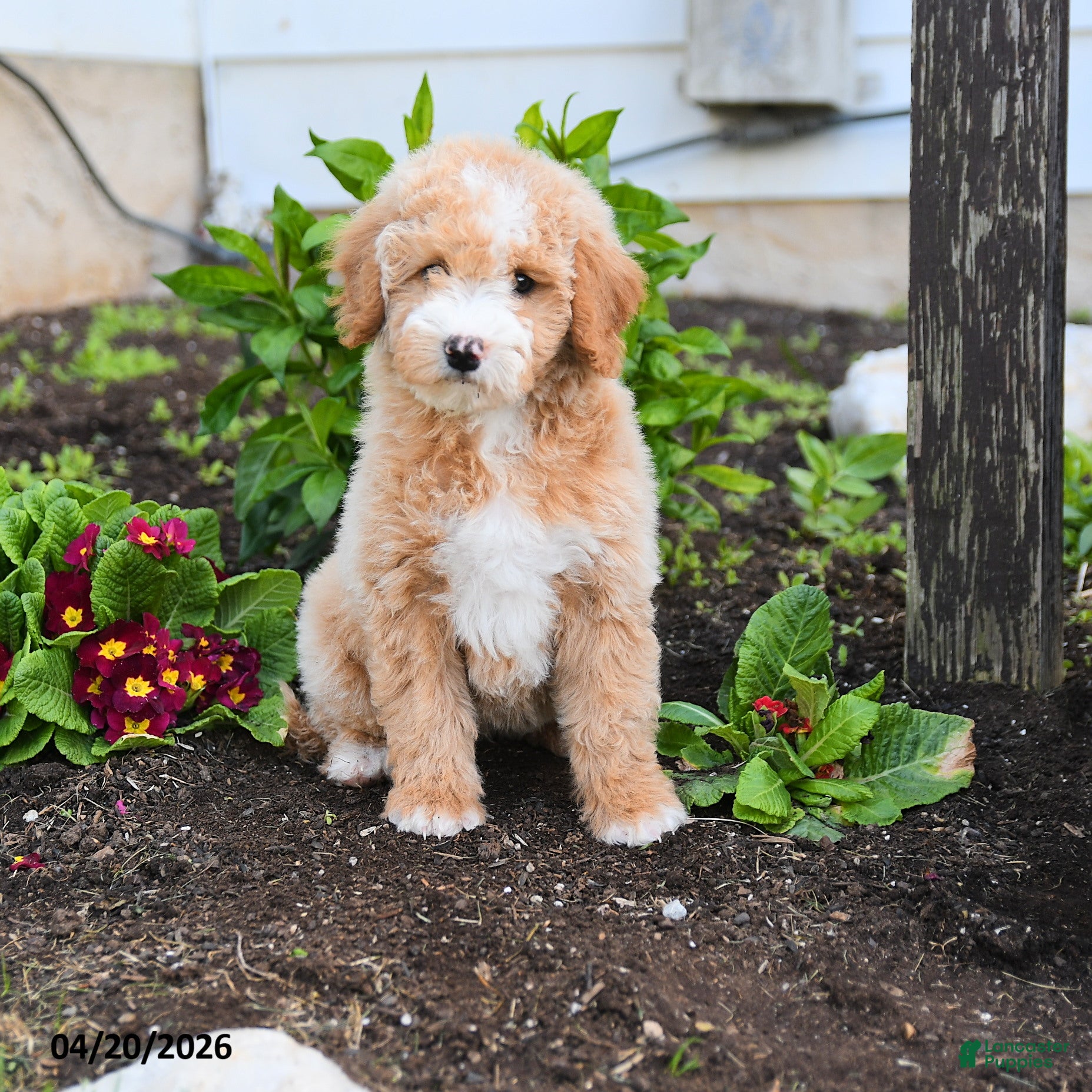 Miniature Labradoodle dogs Jessie - Ad 2