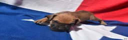 Great Dane dogs for sale: Great Dane  - Brown Collar - Fawn with Black Mask - Ad 6