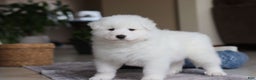 Samoyed dogs for sale: Hank - Ad 9