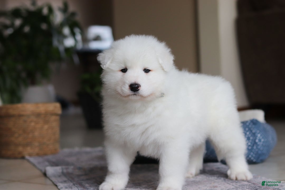 Samoyed dogs for sale: Hank - Ad 9