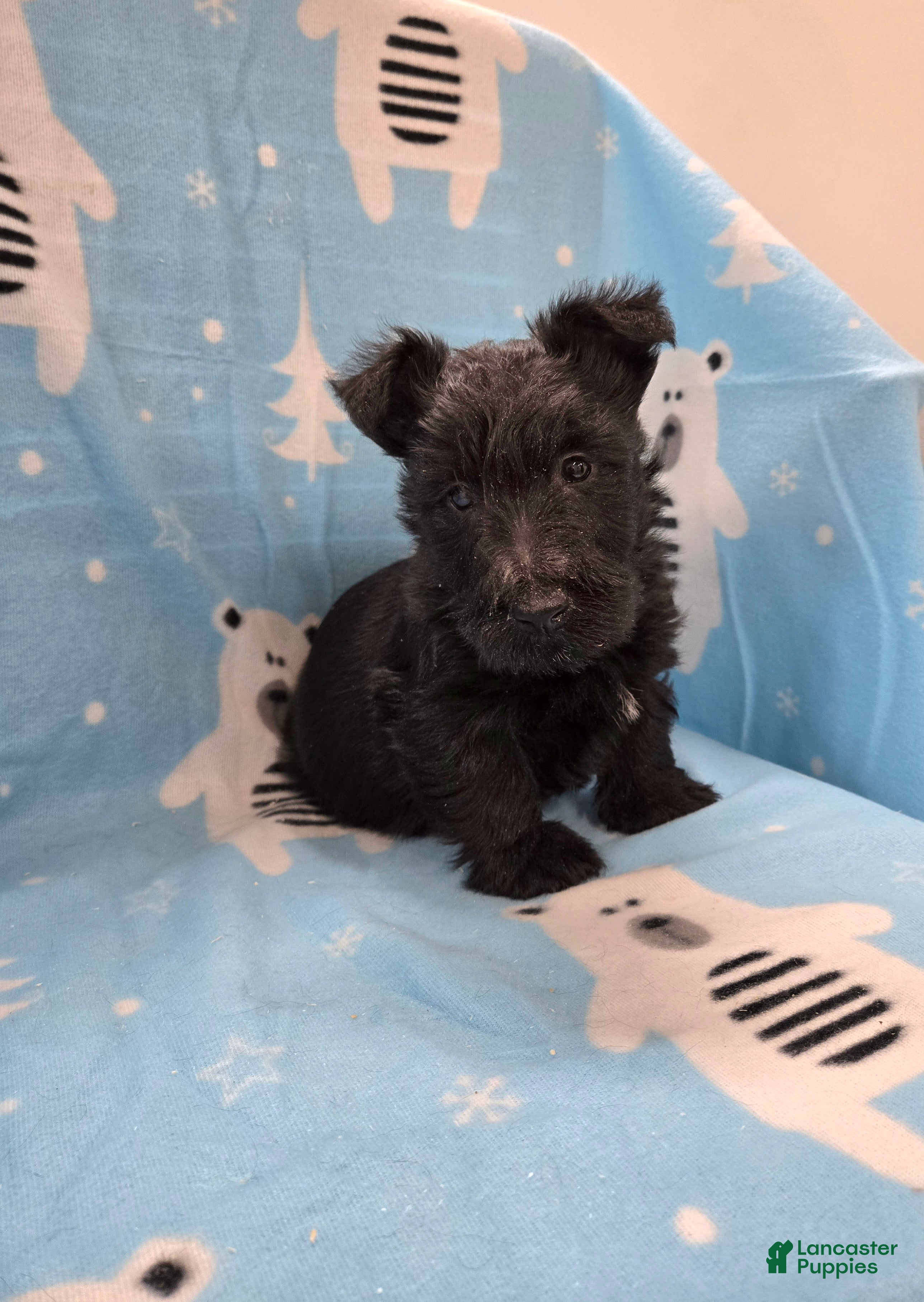 Scottish Terrier dogs Morris - Ad 1