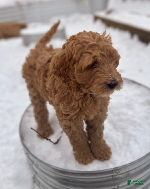 Mixed Breed dogs Glinda - Ad 2