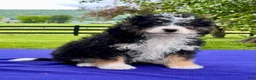 Bernedoodle dogs for sale: Nadia - Ad 3