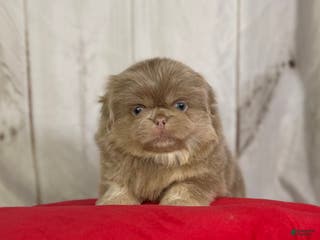 Pekingese dogs Akc DNA OFA Olaf- lilac tan points - Ad 3