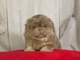 Pekingese dogs Akc DNA OFA Olaf- lilac tan points - Ad 4