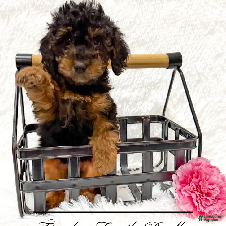 Cavapoo dogs Cypress - Ad 1