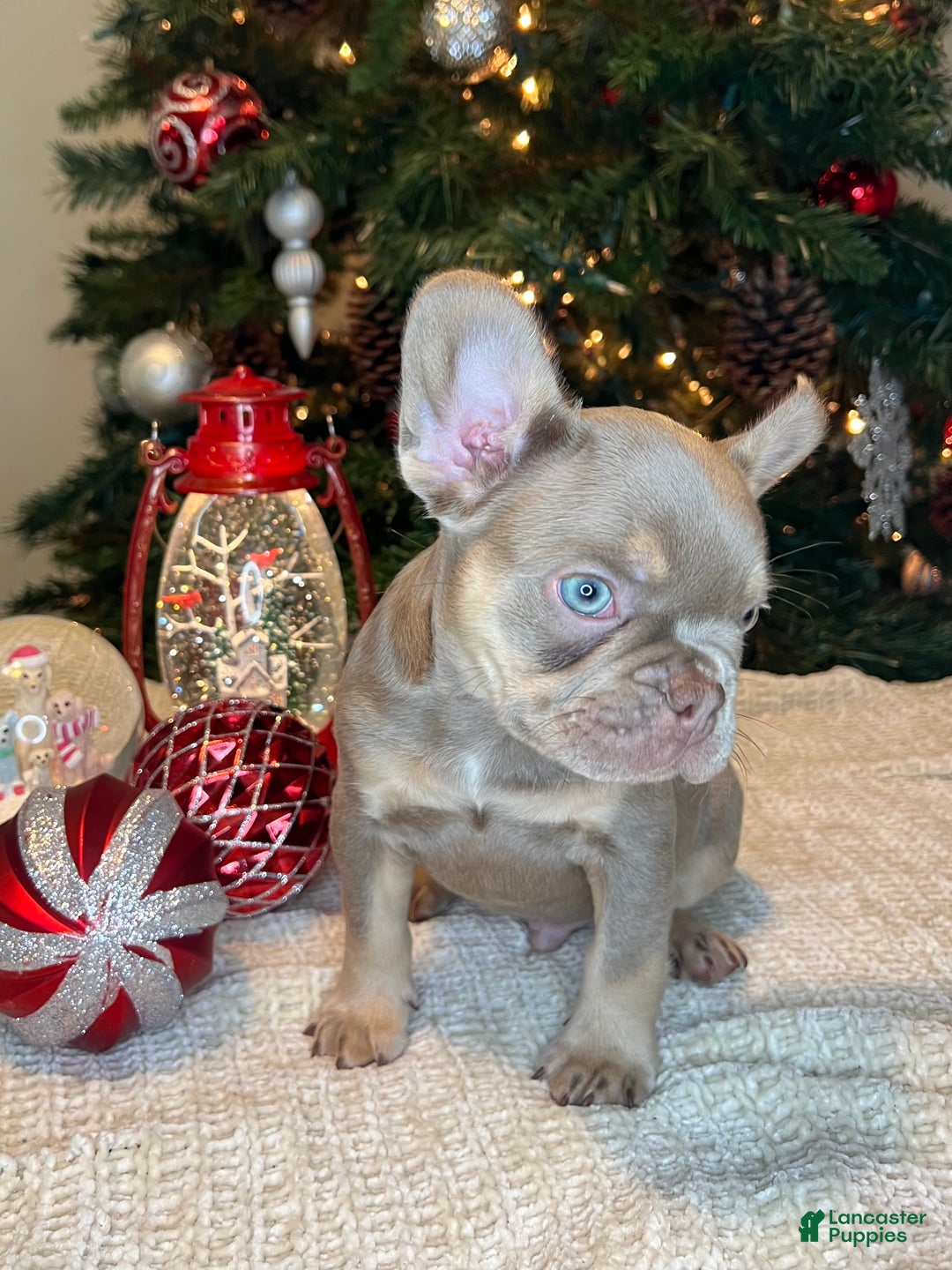French Bulldog dogs for sale: Ollie Akc - Ad 3