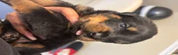Rottweiler dogs for sale: Red - Ad 9