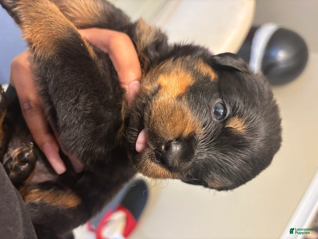 Rottweiler dogs for sale: Red - Ad 9