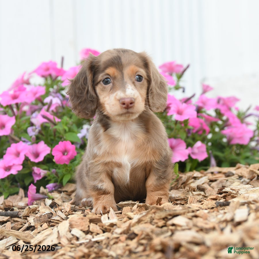 Miniature Dachshund dogs Rover - Ad 1