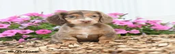 Miniature Dachshund dogs for sale: Rover - Ad 1