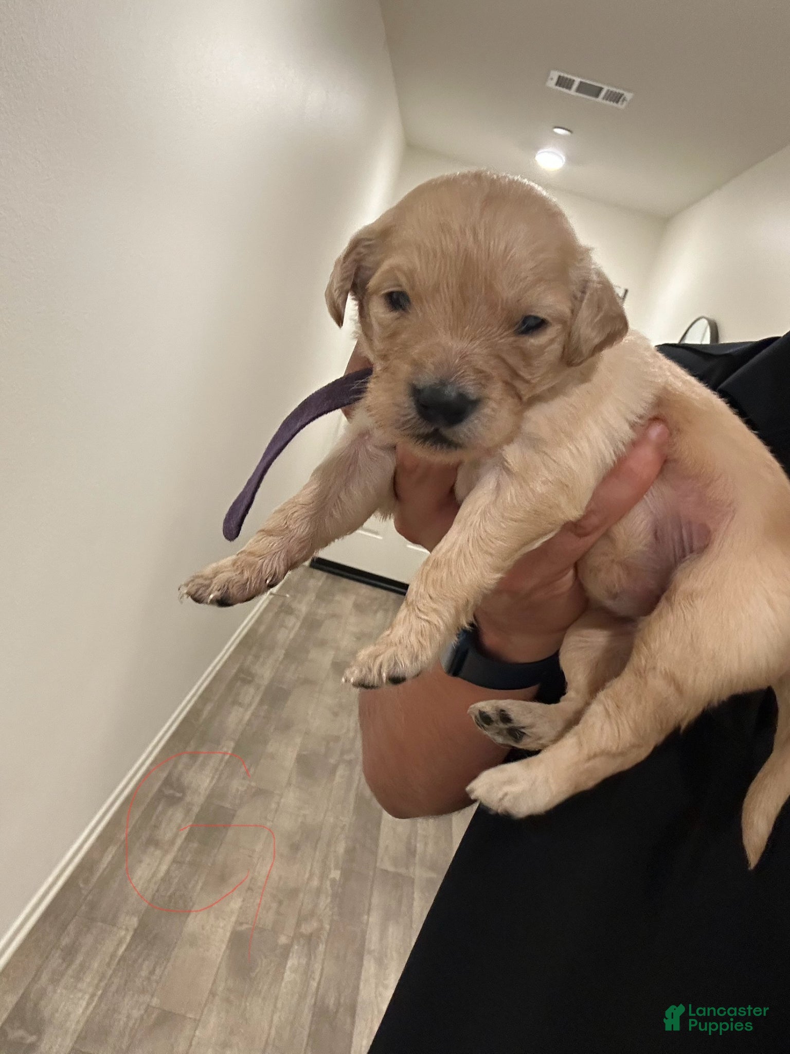 Goldendoodle dogs Goldendoodle Puppy 3 - Ad 14