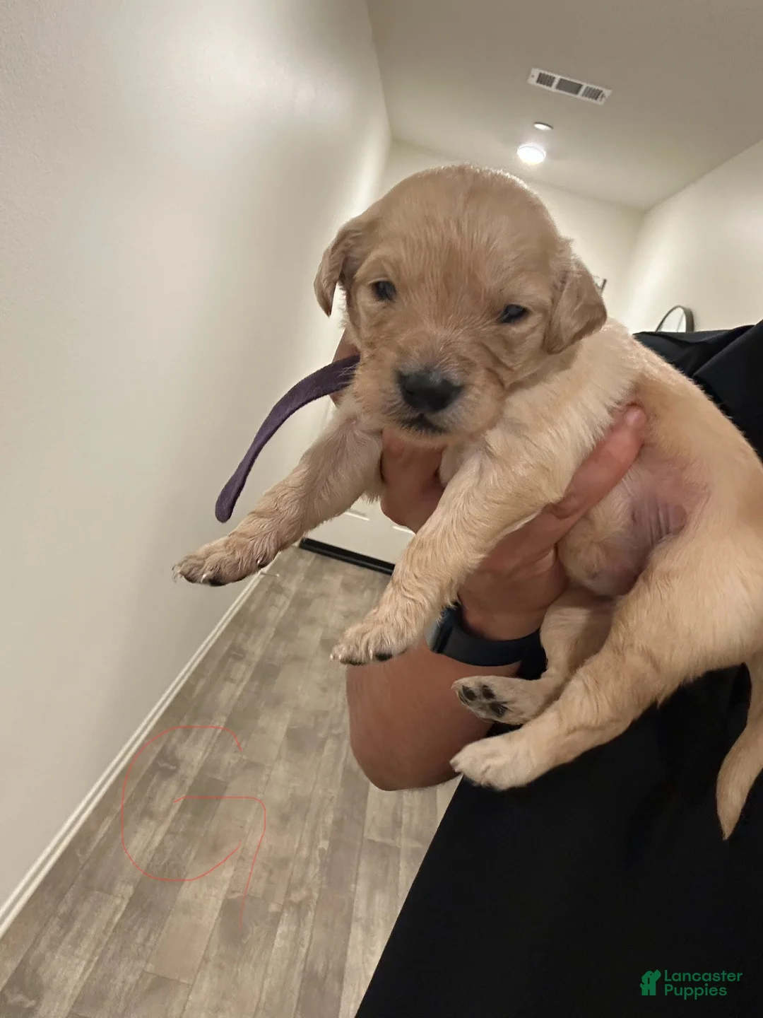 Goldendoodle dogs for sale: Goldendoodle Puppy 3 - Ad 1