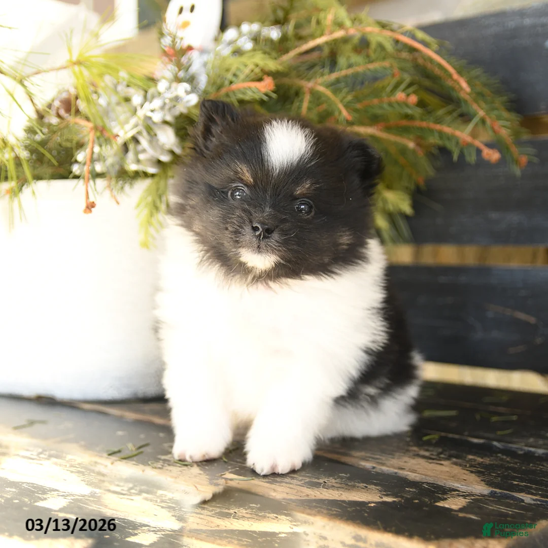 Pomeranian dogs for sale: Oreo - Ad 2