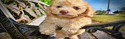 Havapoo dogs for sale: Dr. Pepper - Ad 7