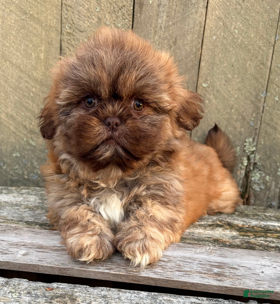 Shih Tzu dogs for sale: 💙 IN BOSTON MASSACHUSETTS AREA 💙 PUREBRED CHOCOLATE SHIH TZU 💙 ESTIMATED ADULT SIZE 10-12 LBS 💙 - Ad 8