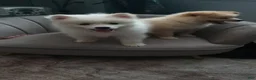 Pomeranian dogs for sale: Pomeranian Puppy 1 - Ad 8