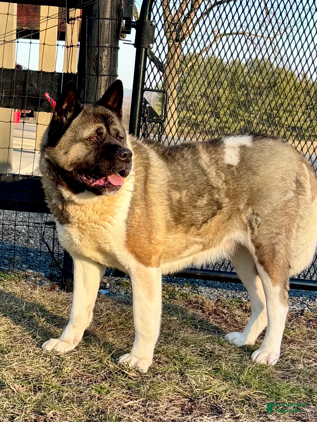 Akita dogs for sale: Mocha - Ad 1