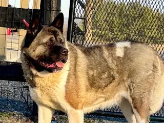 Akita dogs Mocha - Ad 26