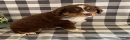 Australian Shepherd dogs for sale: Sally - Ad 2
