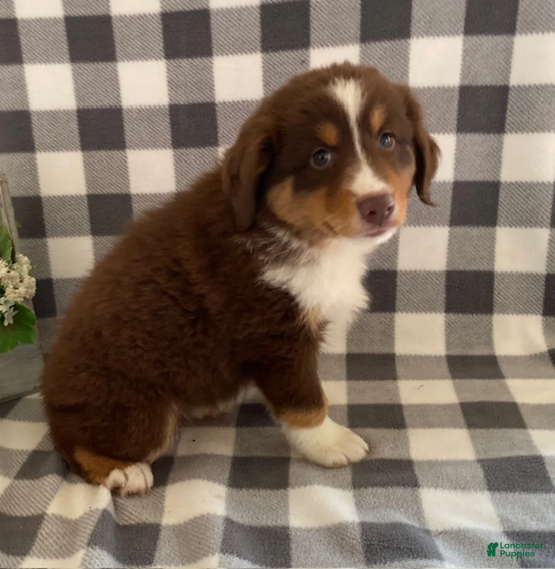 Australian Shepherd dogs for sale: Sally - Ad 2